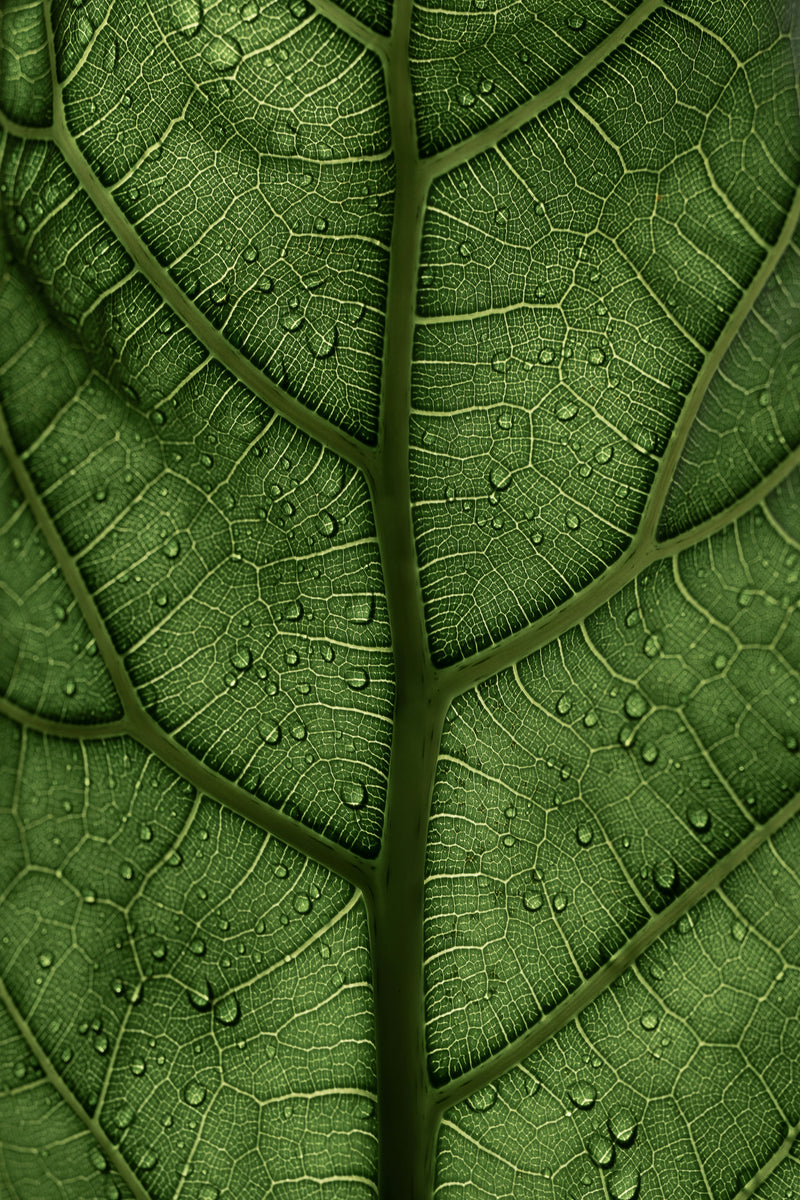 Naturalmente senza additivi artificiali