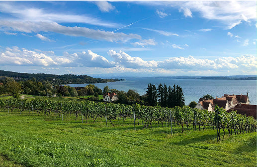 Weinberge am Bodensee